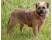Border Terrier