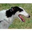 Borzoi