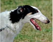 Borzoi