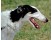 Borzoi