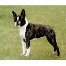 Boston Terrier