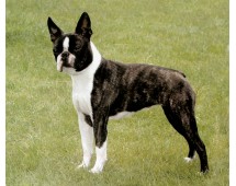 Boston Terrier