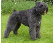 Bouvier des Flandres