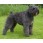 Bouvier des Flandres