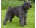 Bouvier des Flandres