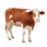 Bovine