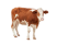 Bovine