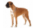 Boxer
