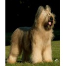 Briard