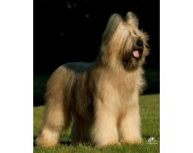 Briard