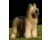 Briard