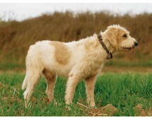 Briquet Griffon Vendeen