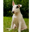 Bull terrier