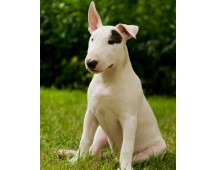 Bull terrier