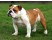 Bulldog englez
