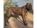 Bulldog spaniol (alano spaniol)