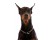 Dobermani