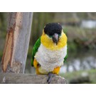 Caique