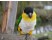 Caique