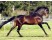 Cal andaluz