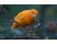 Canari