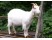 Capra Alba de Banat