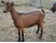 Capra Alpina Franceza