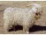 Capra Angora