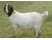 Capra Boer