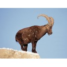 Capra ibex