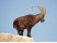 Capra ibex
