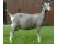 Capra Toggenburg
