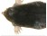 Cartita