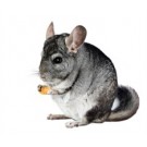 Chinchilla