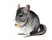 Chinchilla