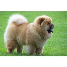 Chow Chow