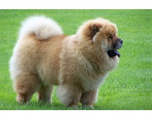 Chow Chow