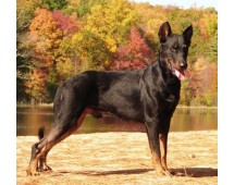 Ciobanesc Beauceron