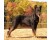 Ciobanesc Beauceron