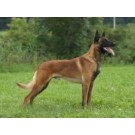 Ciobanesc Belgian Malinois