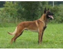 Ciobanesc Belgian Malinois