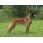 Ciobanesc Belgian Malinois