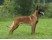 Ciobanesc Belgian Malinois