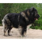 Ciobanesc Caucazian