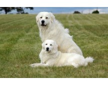 Ciobanesc Maremma-Abruzzi