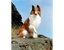 Collie