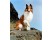 Collie