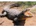 Crocodil
