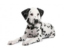 Dalmatian