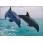 Delfin